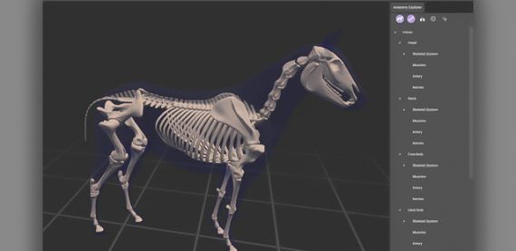 نمایش سه بعدی آناتومی اسب